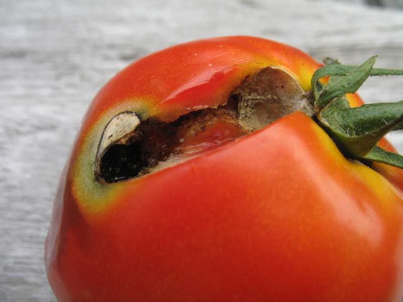 tomato plant April 2014